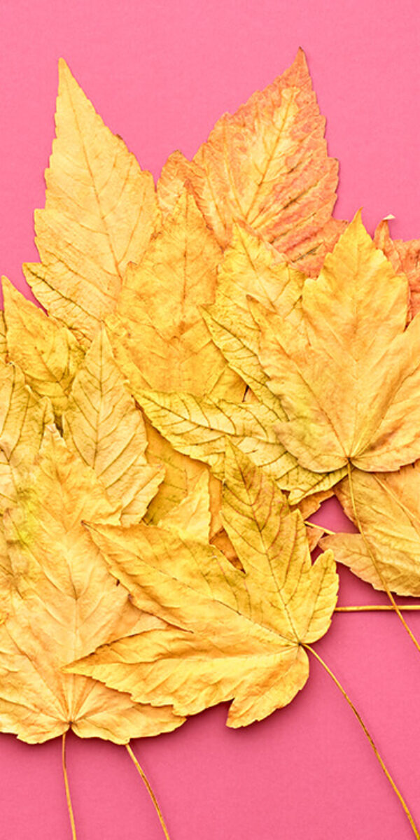 autumn-fashion-fall-leaves-background-vintage-2023-11-27-05-06-52-utc