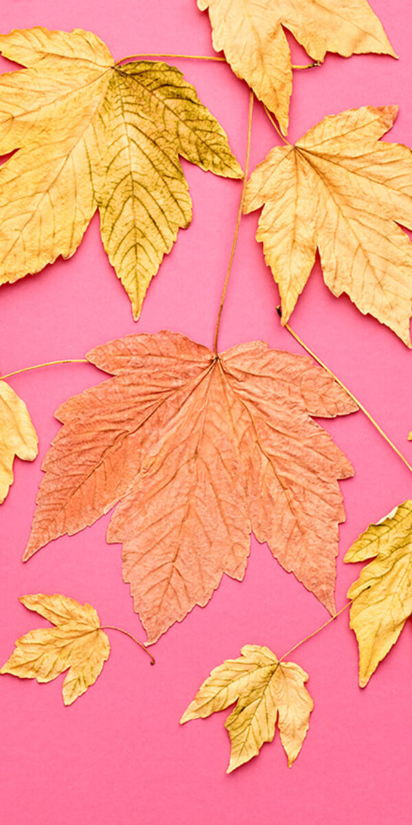 autumn-fashion-fall-leaves-background-vintage-2023-11-27-05-19-56-utc autumn-fashion-fall-leaves-background-vintage-2023-11-27-05-19-56-utc