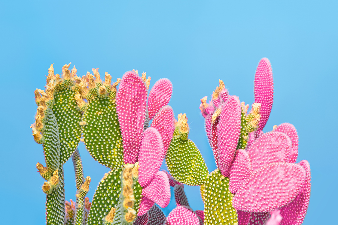 Cactus plant on Blue. Minimal. Concept Art Style