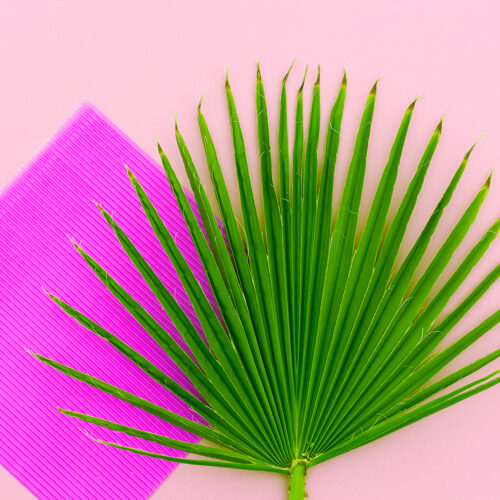 Palm leaf. Minimal Tropic Style