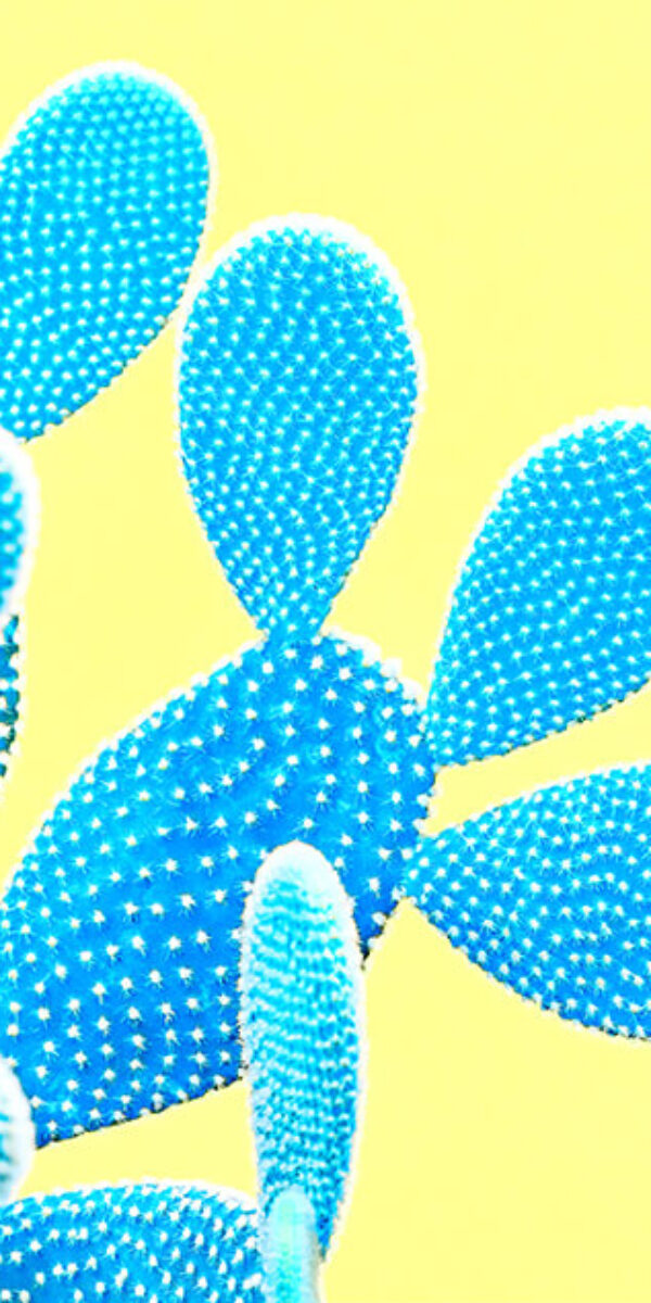 trendy-tropical-cactus-neon-surreal-minimal-on-viv-2024-02-13-19-10-53-utc