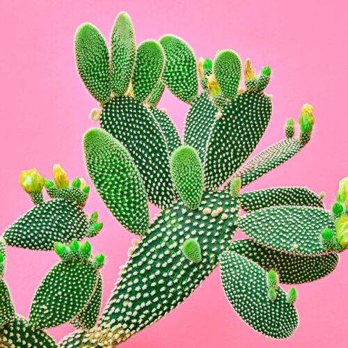 Trendy tropical Cactus neon surreal minimal on vivid background. Cacti contemporary mood. Trendy fashion stylish hot summer vibes. Pop art cactus fashionable advertising, top view.